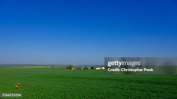 hungarian vizsla in open farmland - cambridgeshire stock pictures, royalty-free photos & images