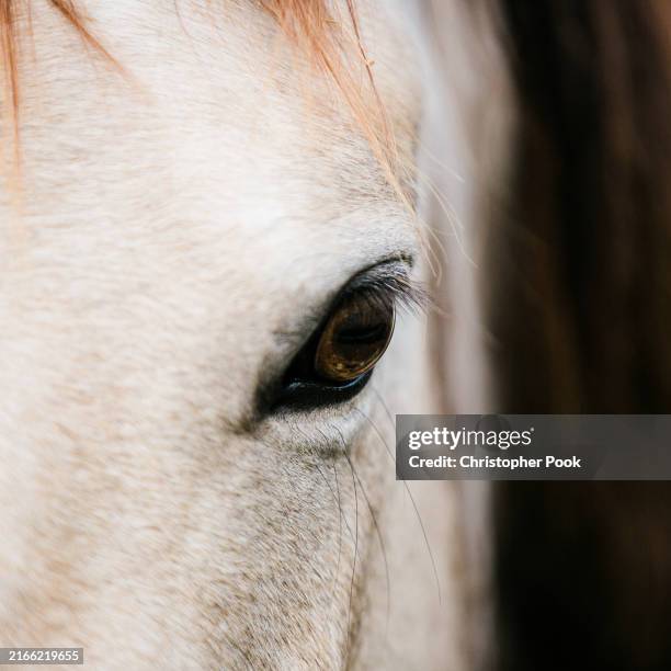 horse portrait close up - eye leicestershire stock pictures, royalty-free photos & images
