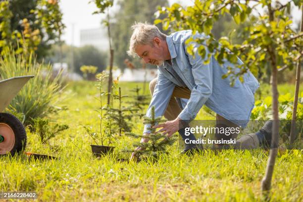 hombre de 55 años que cuida el jardín que planta abeto - biodiversidad fotografías e imágenes de stock