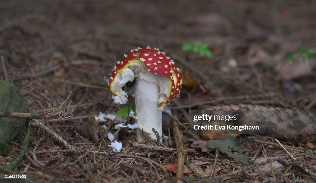 Somebody is having a feast on the mushroom