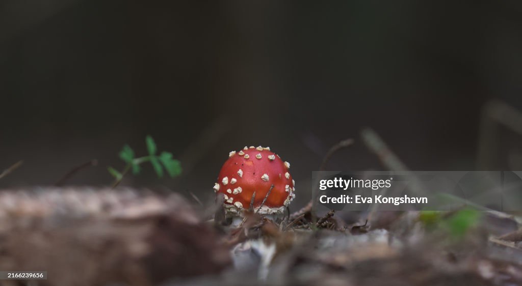 A red amanita is popping up in the dark forest