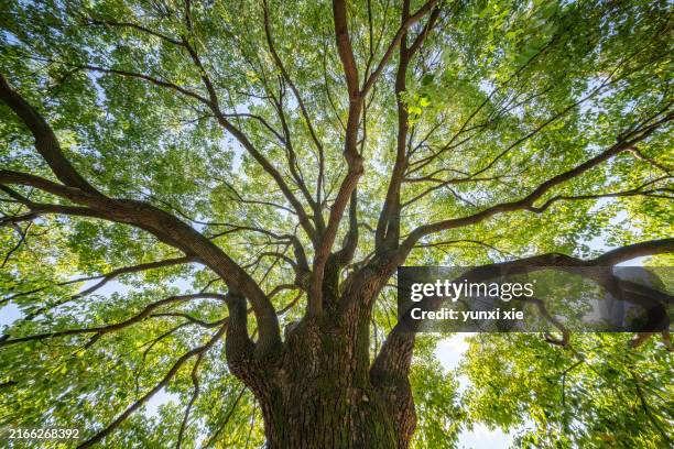beautiful view of sunlight filtering through lush tree canopy - tree canopy stock pictures, royalty-free photos & images