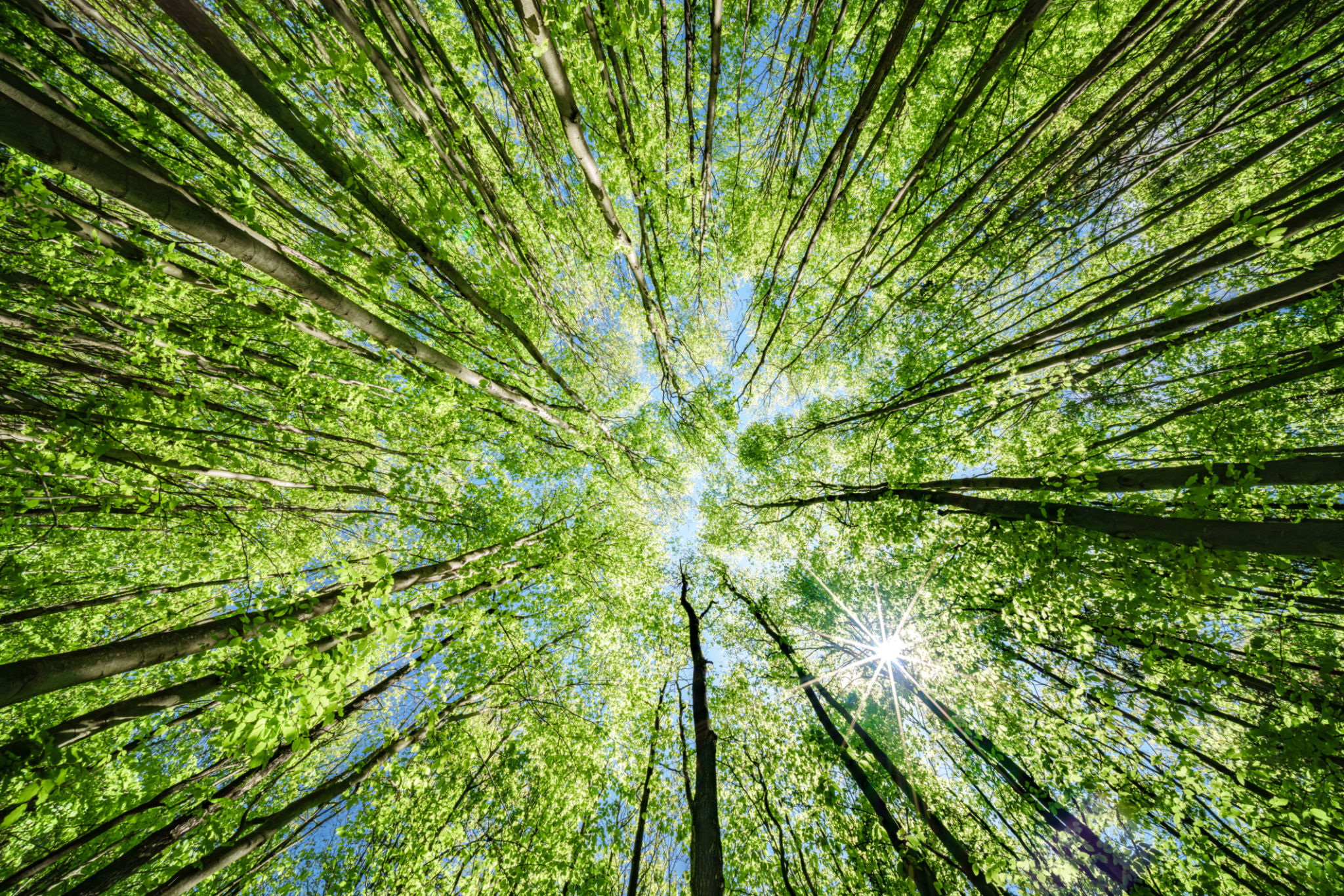biodiversity