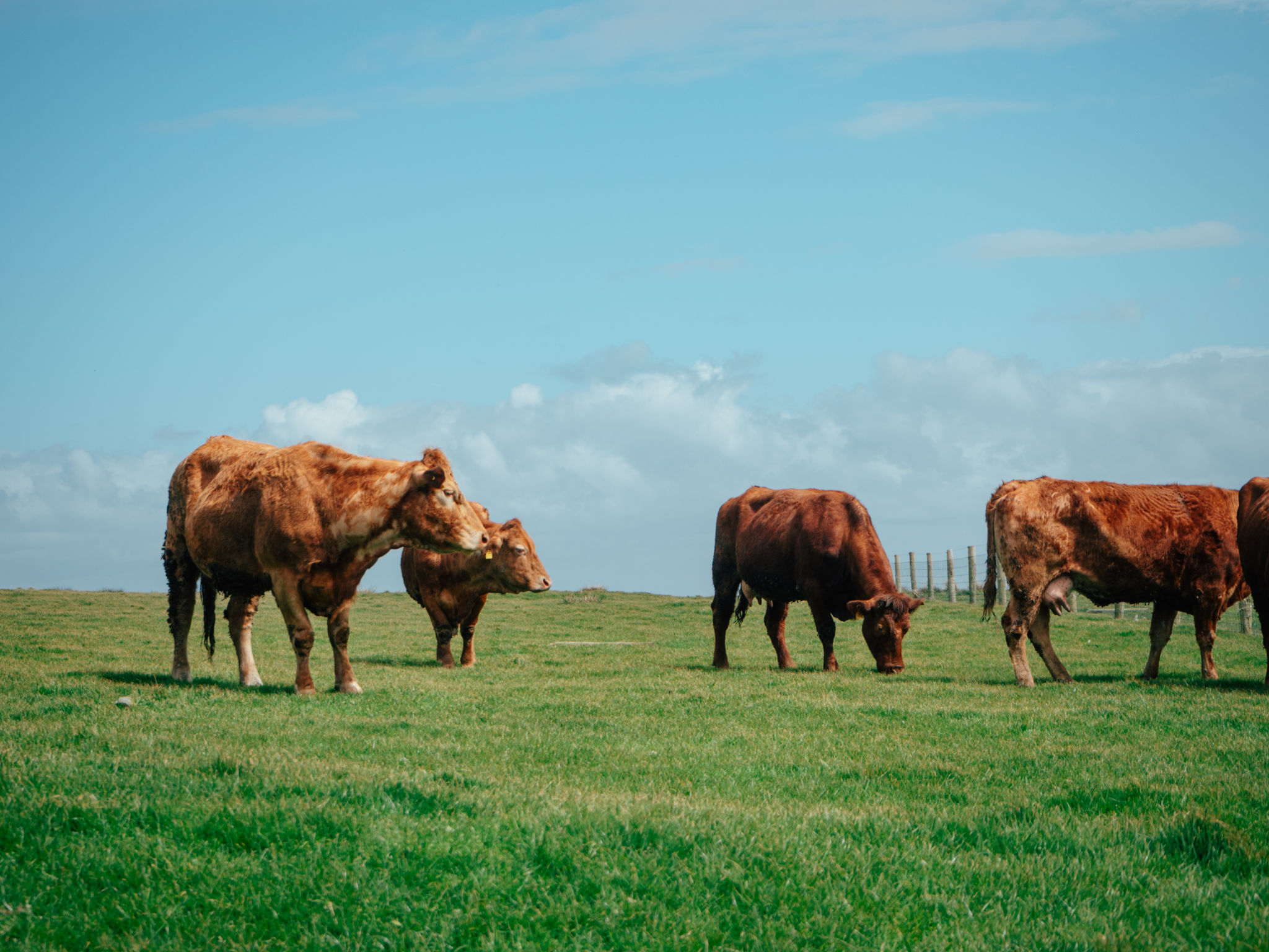 Cows Grazing on Lush Green Pasture Under Clear Blue Sky in Daylight Cows Grazing on Lush Green Pasture Under Clear Blue Sky in Daylight