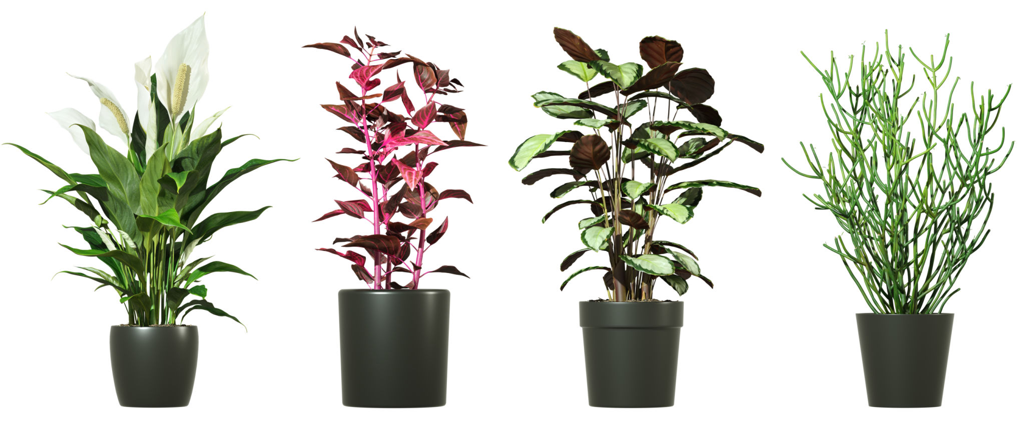 heat resistant plants