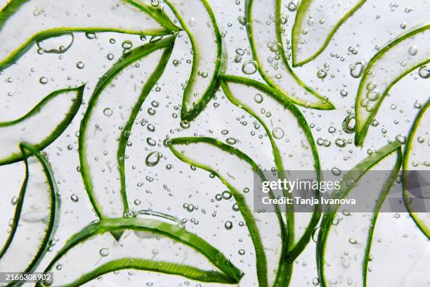 aloe vera slice texture with gel on white background. - aloe vera gel stock-fotos und bilder