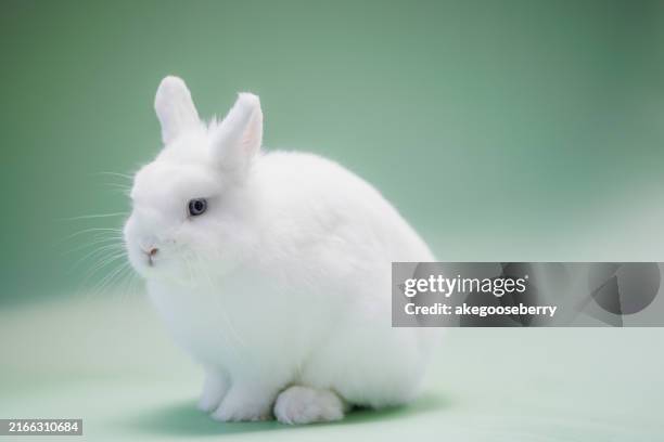 dwarfs rabbit - baby rabbit stock pictures, royalty-free photos & images