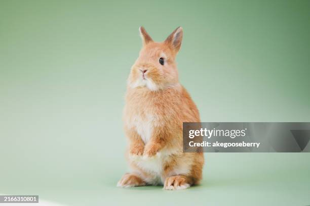 dwarfs rabbit - conejo de pascua fotografías e imágenes de stock