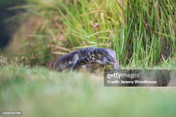 129 African Water Monitor Lizard Stock Photos High Res Pictures And 129-african-water-monitor-lizard-stock-photos-high-res-pictures-and
