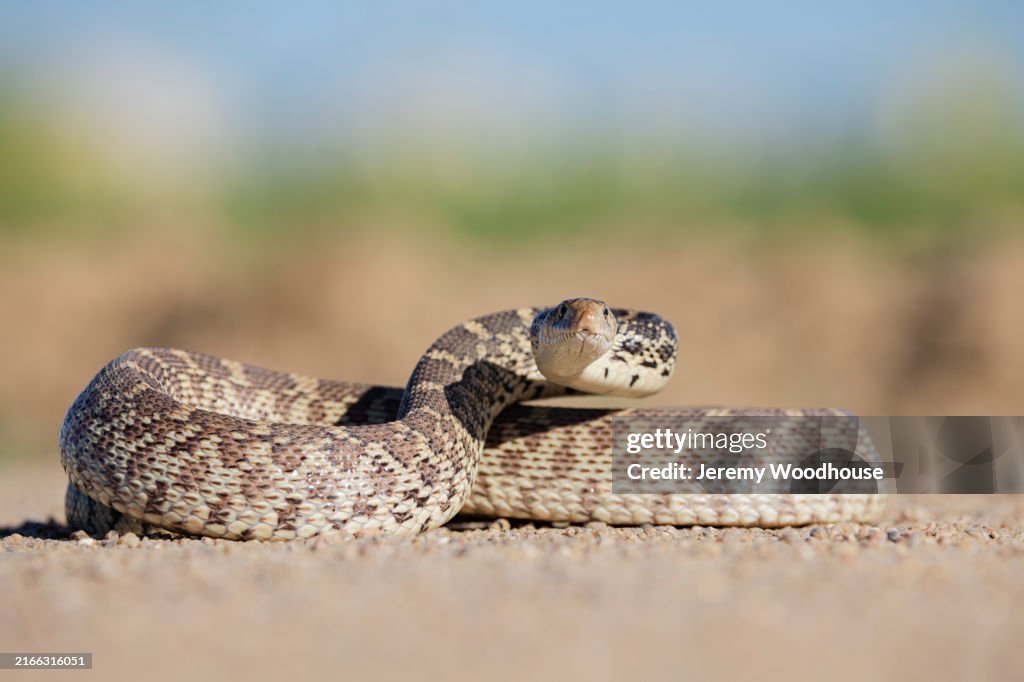 Bull Snake on a Dirt Road