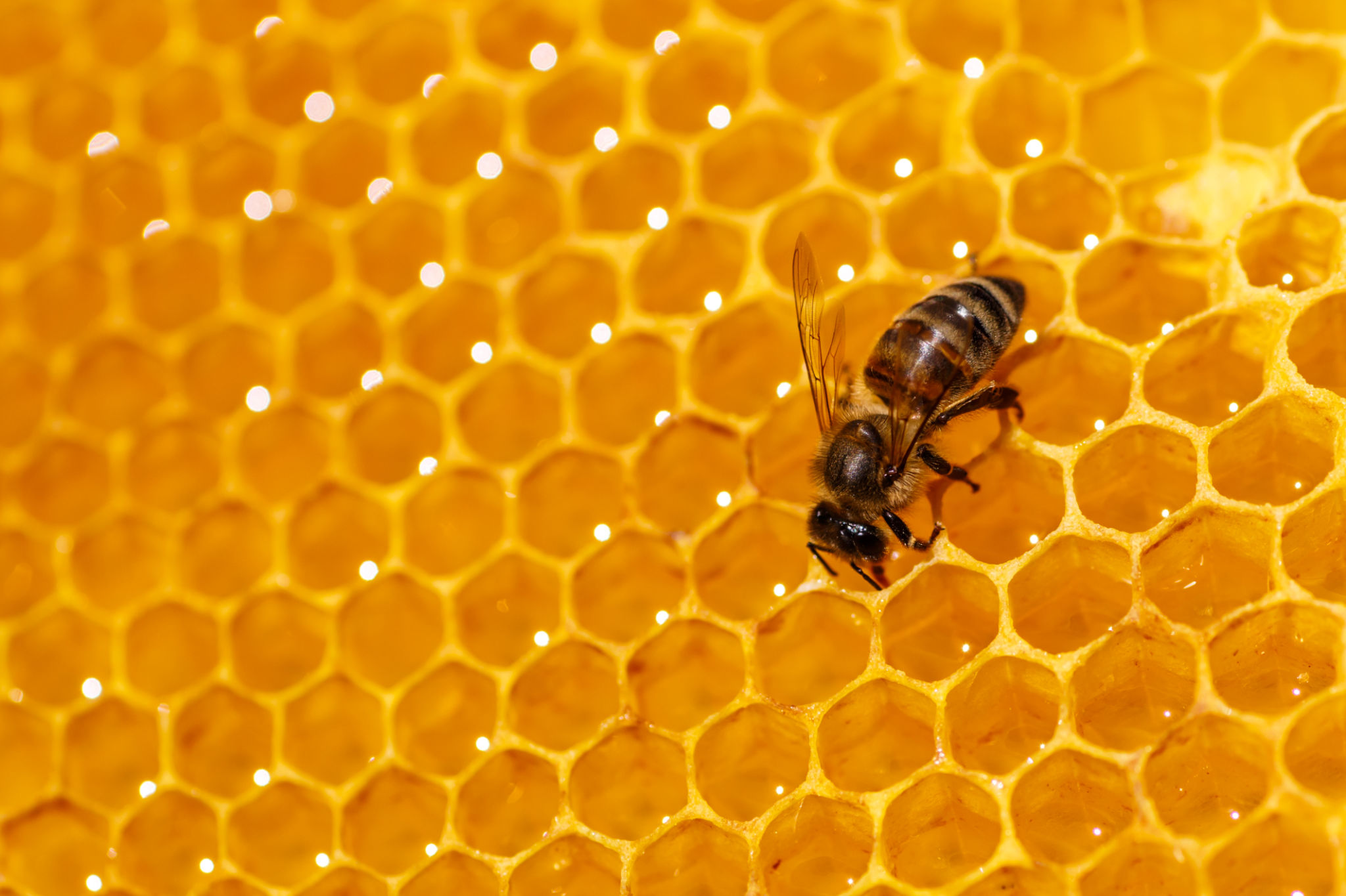 honeycomb