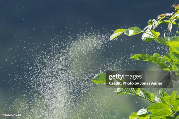 a swarm of small flying insects - swarm of insects stock pictures, royalty-free photos & images