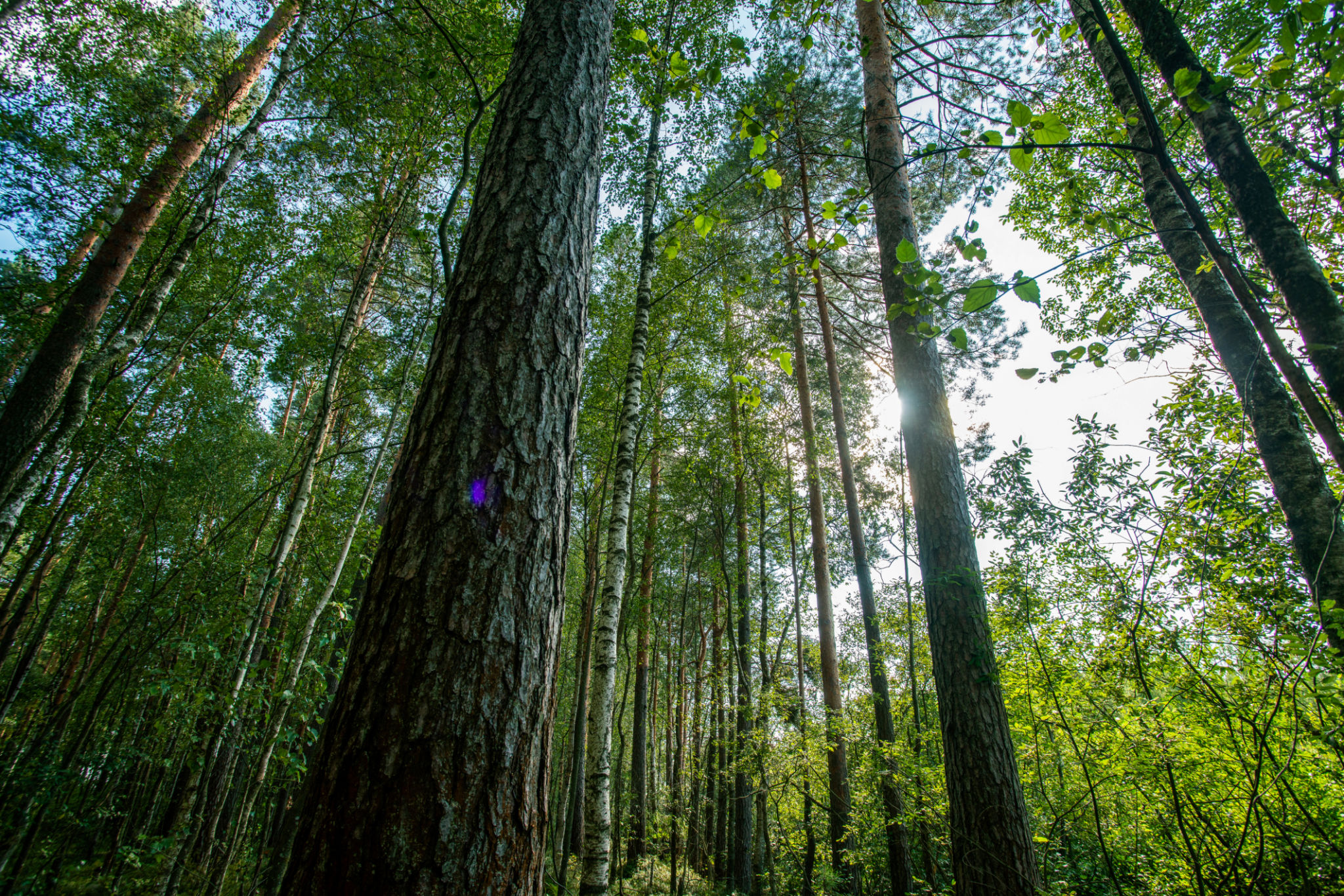 scottish forest