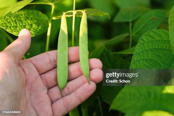 close-up of growing soybeans in a hand - boon stockfoto's en -beelden