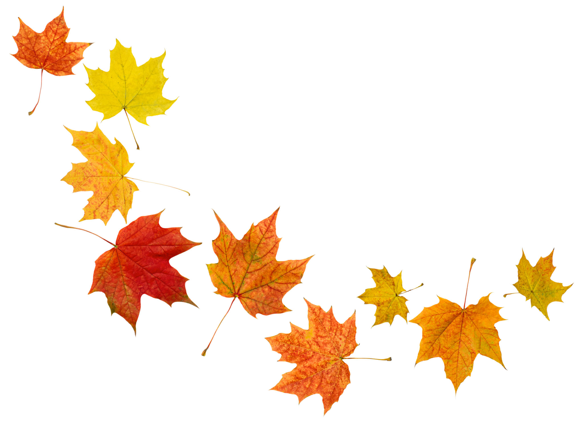 autumn leaves