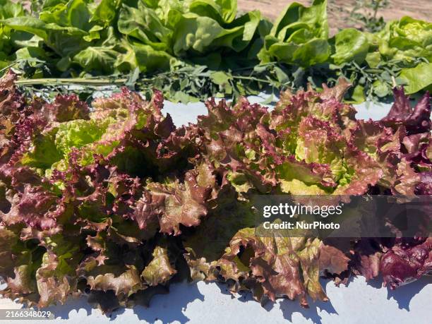 Lettuce is growing at a farm in Markham, Ontario, Canada, on August 11, 2024.