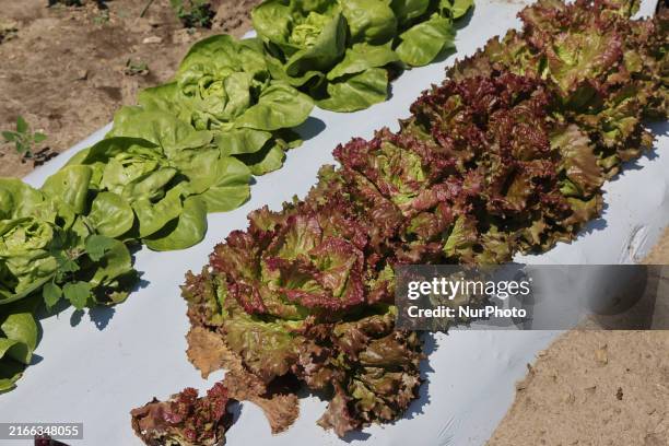 Lettuce is growing at a farm in Markham, Ontario, Canada, on August 10, 2024.