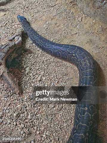Reticulated Python Reticulated Python