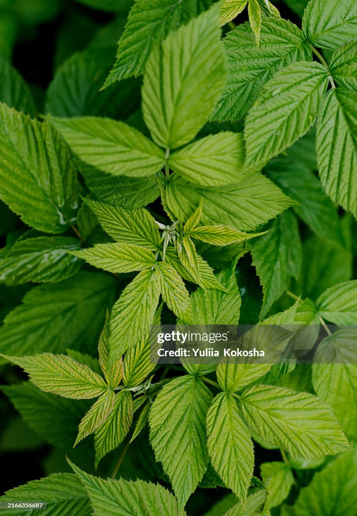 Background with a pattern of green leaves. Raspberry leaves