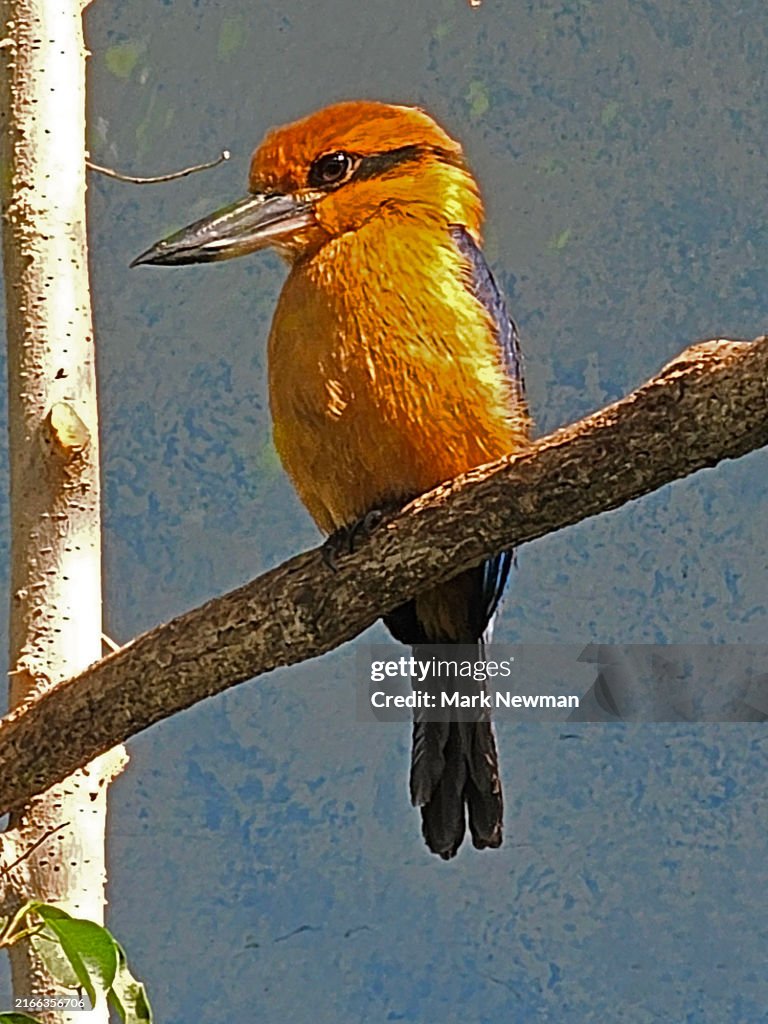 Guam Kingfisher