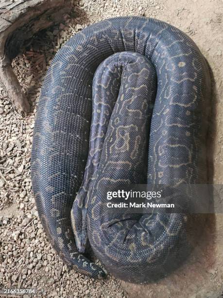 reticulated python - reticulated python stock pictures, royalty-free photos & images