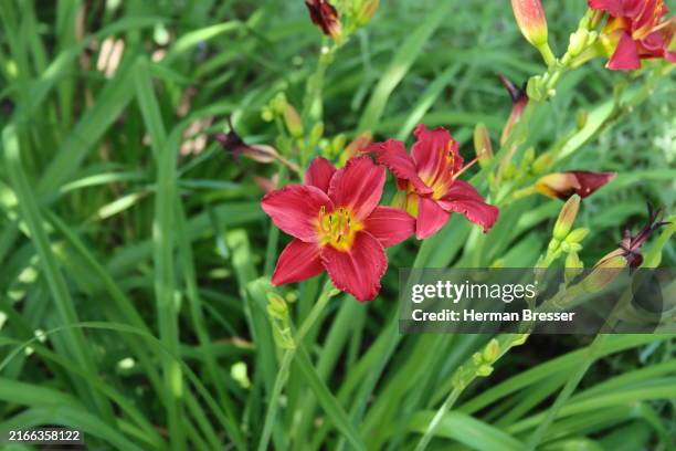 day lily - day lily stock pictures, royalty-free photos & images