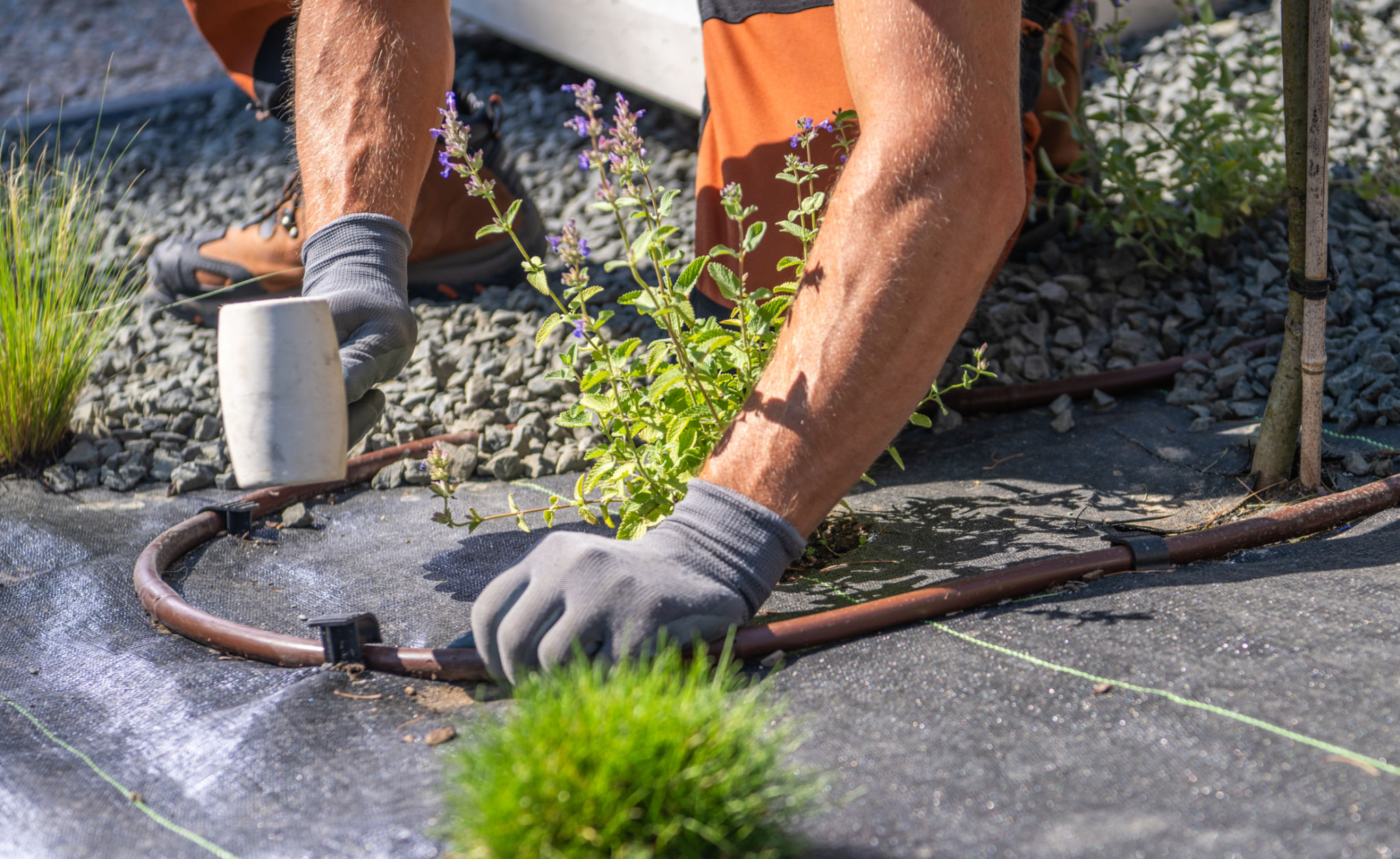 innovative gardening techniques