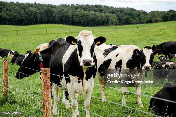 herd of cows on the field - ko bildbanksfoton och bilder