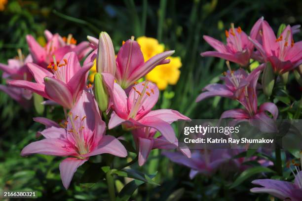 your summer flower garden - gorgeous pink lilies - lily stock pictures, royalty-free photos & images
