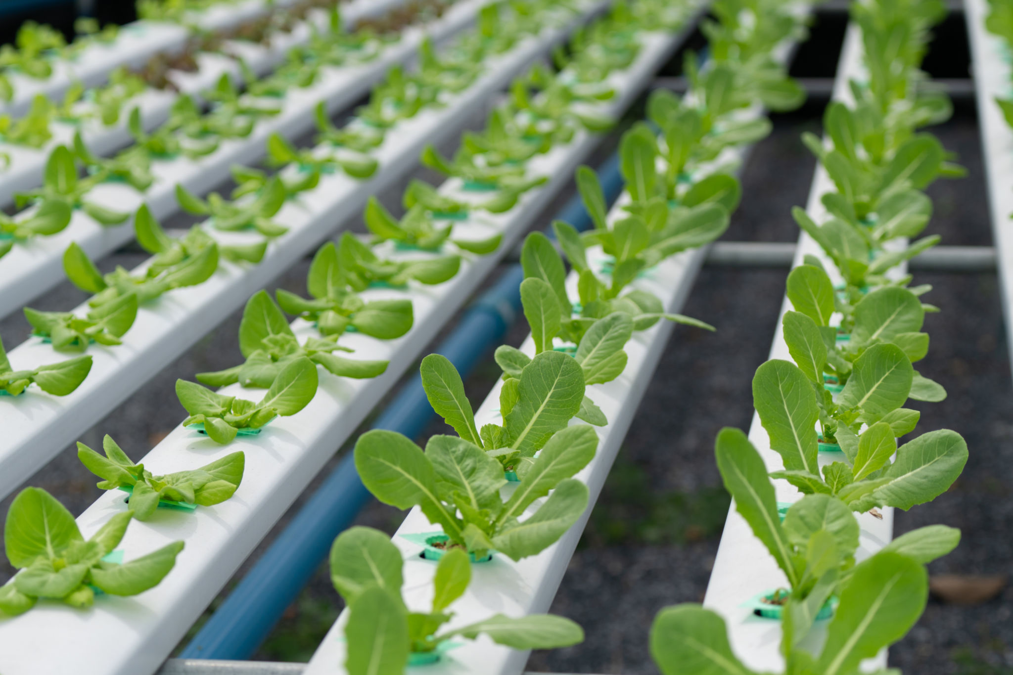 year-round gardening