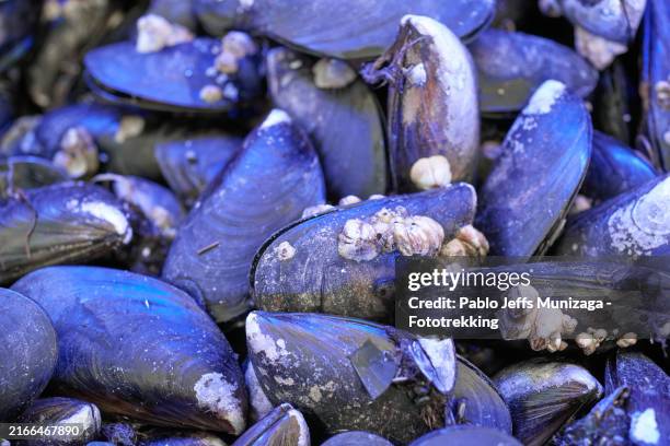 close-up of fresh mussels with barnacles - mussel shell stock pictures, royalty-free photos & images