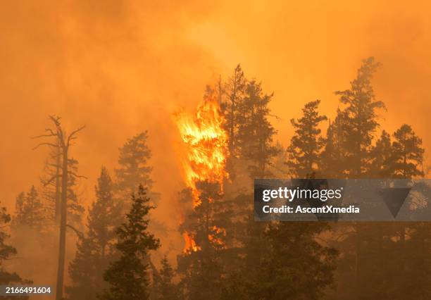 incendio forestal quema bosque - incendio forestal fotografías e imágenes de stock