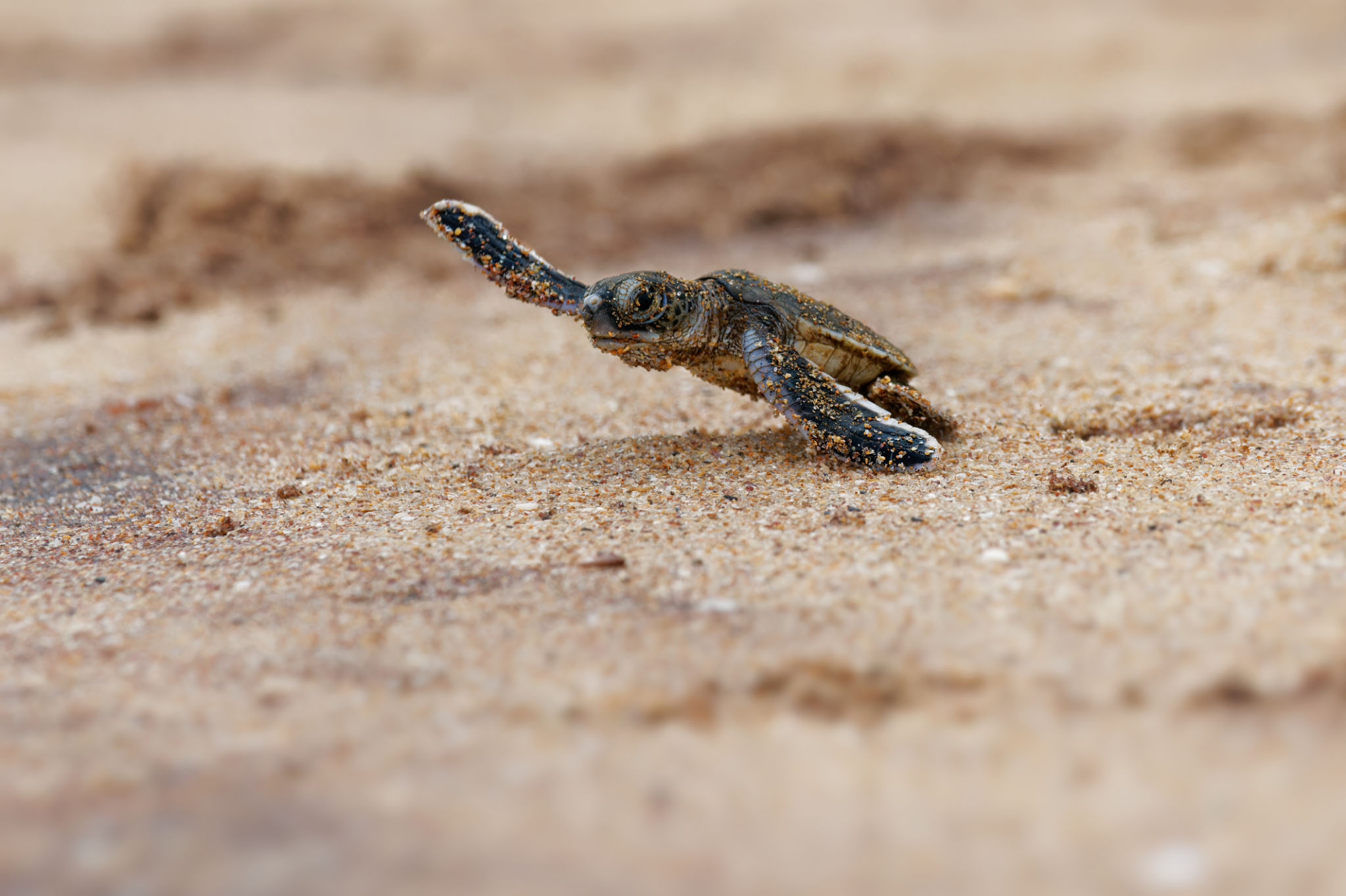 turtle conservation Sri Lanka