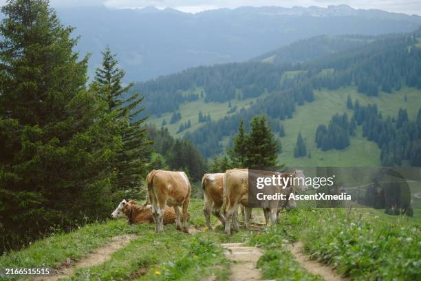 vue panoramique sur la prairie de montagne en été, vaches sur le sentier - canton de berne photos et images de collection