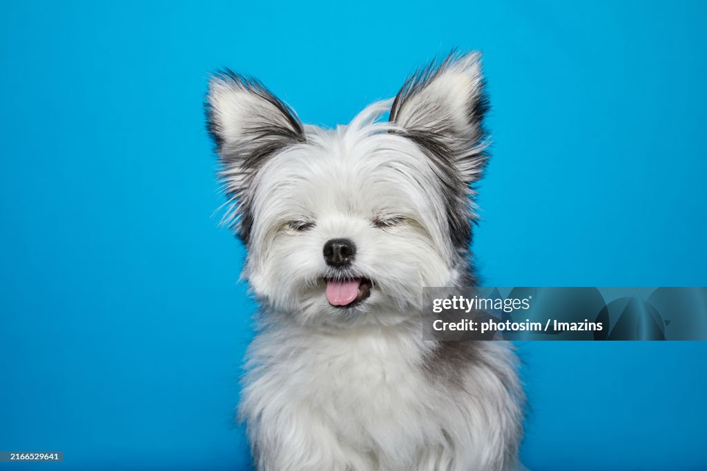 Puppy, mixed breed dog