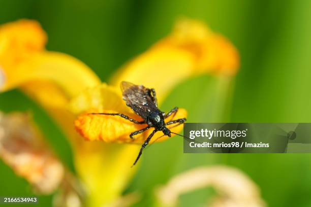 Stink Bug High-Res Stock Photo