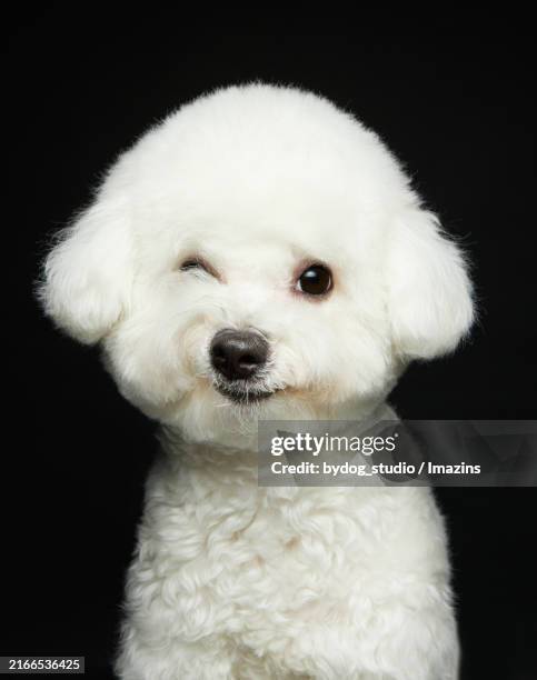 cute expression. smiling expression. happy expression. bichong frise - bichon stock pictures, royalty-free photos & images