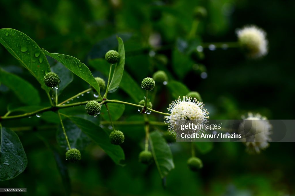 Buttonbush