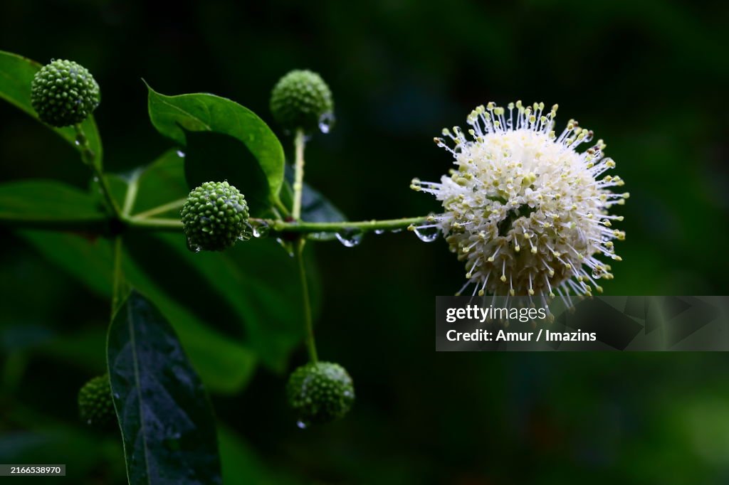 Buttonbush