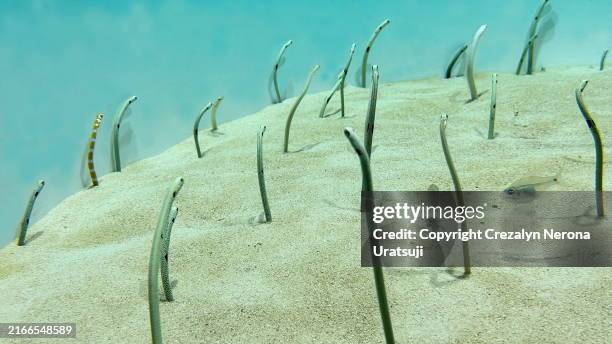 congridae conger eels garden eels in a row - oarai town stock pictures, royalty-free photos & images