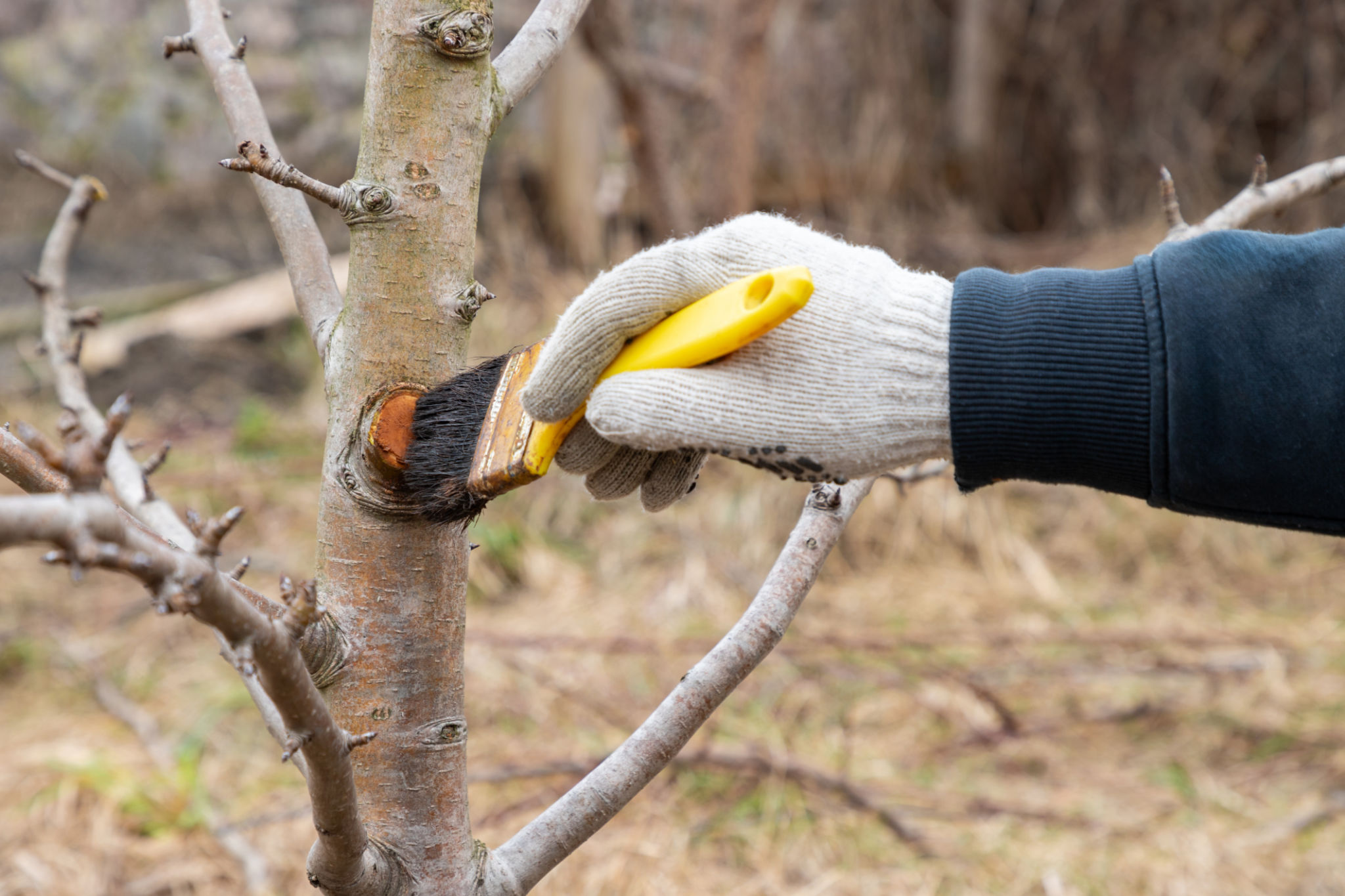 tree care