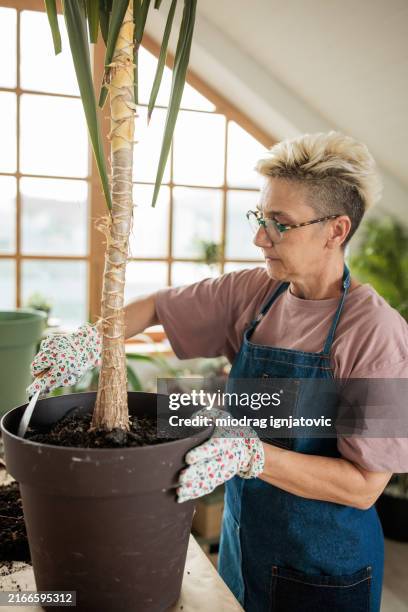 woman taking care of a domestic palm tree at home - vaso de flor imagens e fotografias de stock