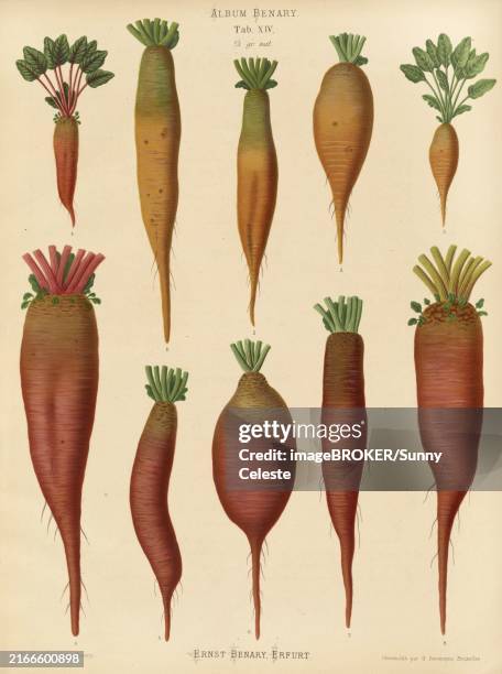 vegetables, turnips and chard root, after ernst samuel benary (10 november 1819, 19 february 1893), hessian horticulturalist, historical, digitally restored reproduction from a 19th century original, record date not stated - beetroot stock illustrations