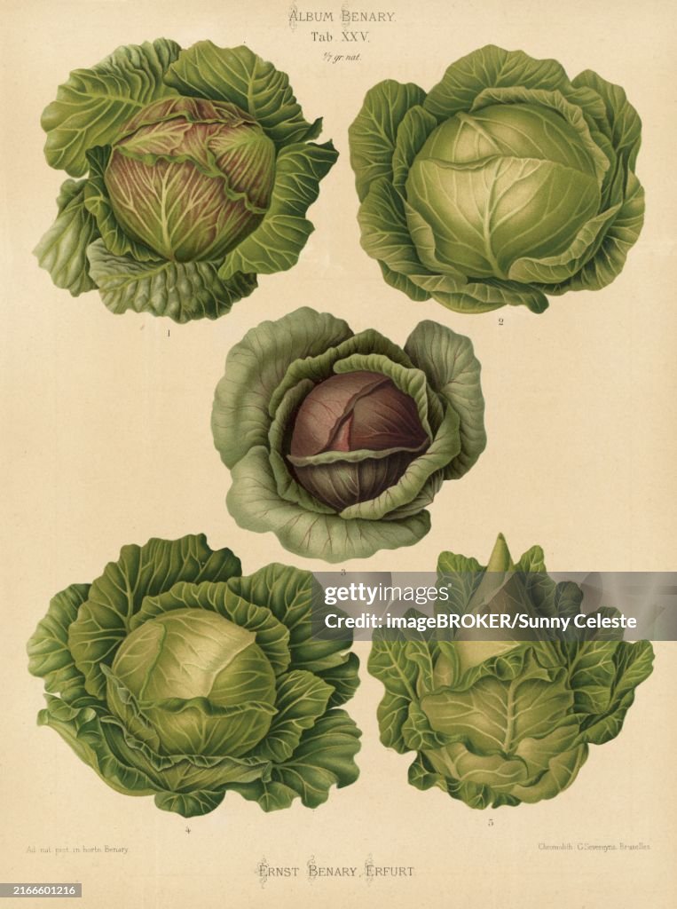 Vegetable, cabbage, white cabbage, red cabbage, after Ernst Samuel Benary (10 November 1819, 19 February 1893), Hessian horticulturalist, Historical, digitally restored reproduction from a 19th century original, Record date not stated