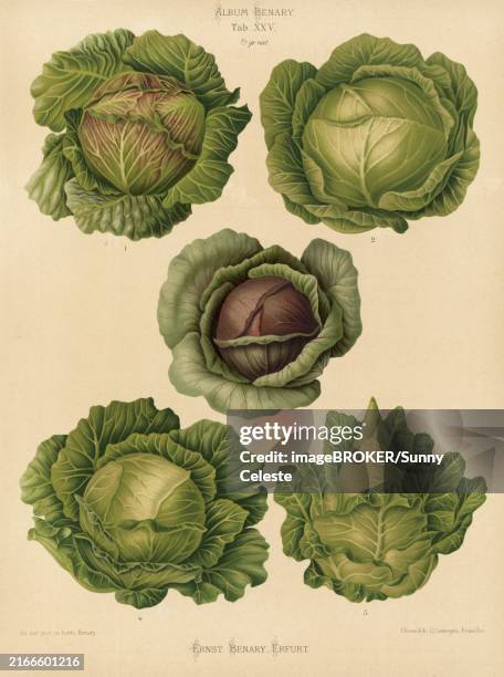 vegetable, cabbage, white cabbage, red cabbage, after ernst samuel benary (10 november 1819, 19 february 1893), hessian horticulturalist, historical, digitally restored reproduction from a 19th century original, record date not stated - cabbage dish stock illustrations