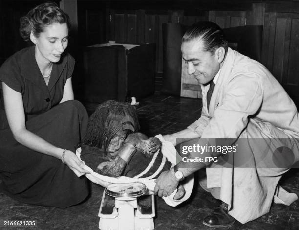The well preserved remains of an Incan boy, known as the Plomo Mummy, being weighed in Santiago after being found on the Cerro El Plomo mountain in...