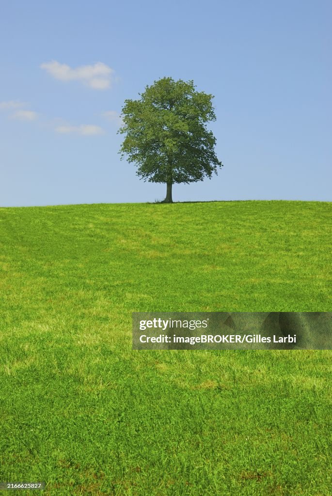 Tree in a field
