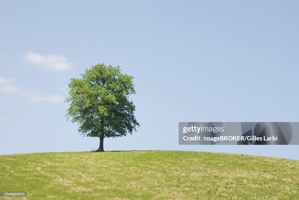 Tree in a field