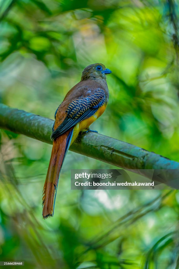 Orange-breasted Trogon perched on a branch in Cat Tien National Park
