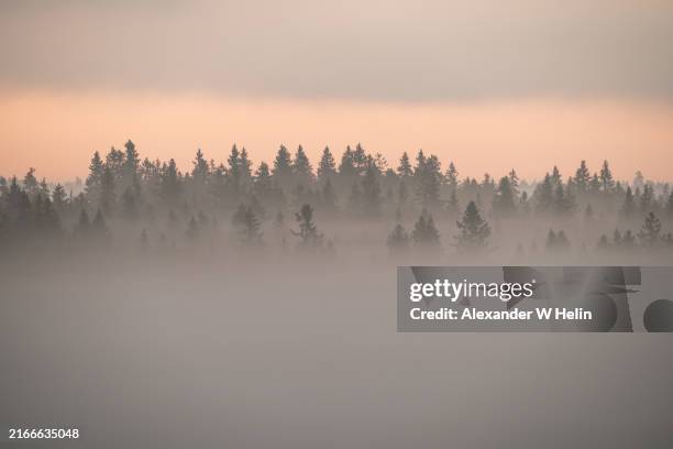 foggy sunrise in the forest - nevoeiro imagens e fotografias de stock